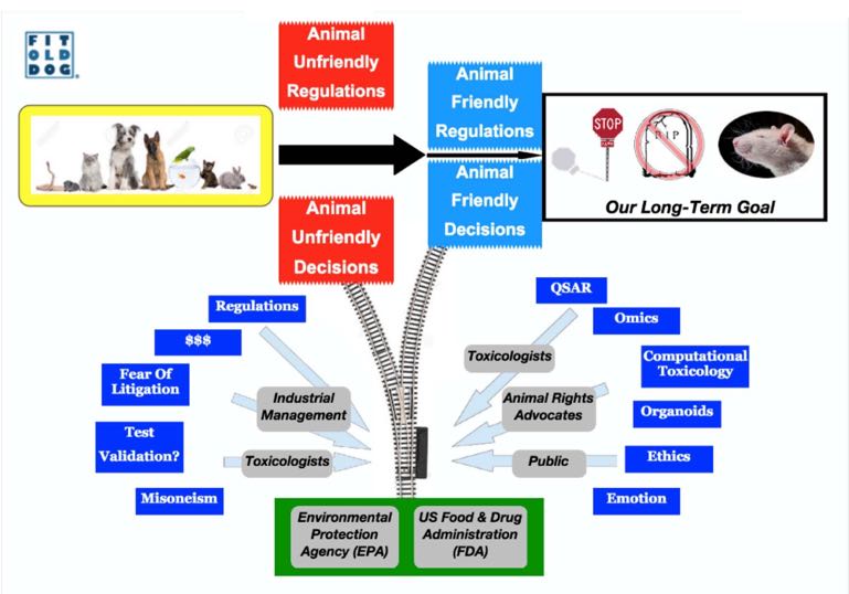 fitolddog-animal-testing-pipeline